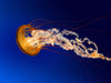 create image test